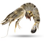 Camarones
